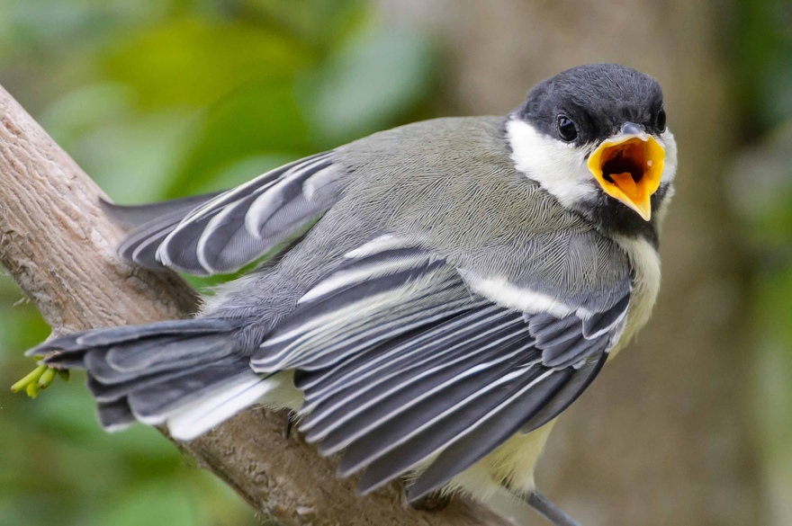 Le changement climatique rabote les ailes des oiseaux selon des chercheurs polonais