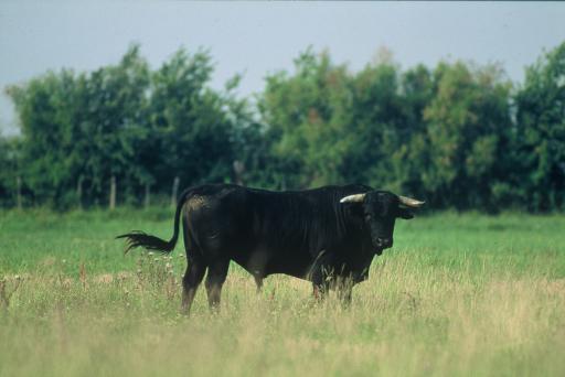 La tauromachie privée de subventions par l'UE dès 2016