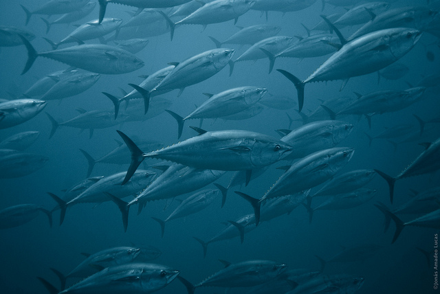 Les Européens payent leur poisson six fois trop cher
