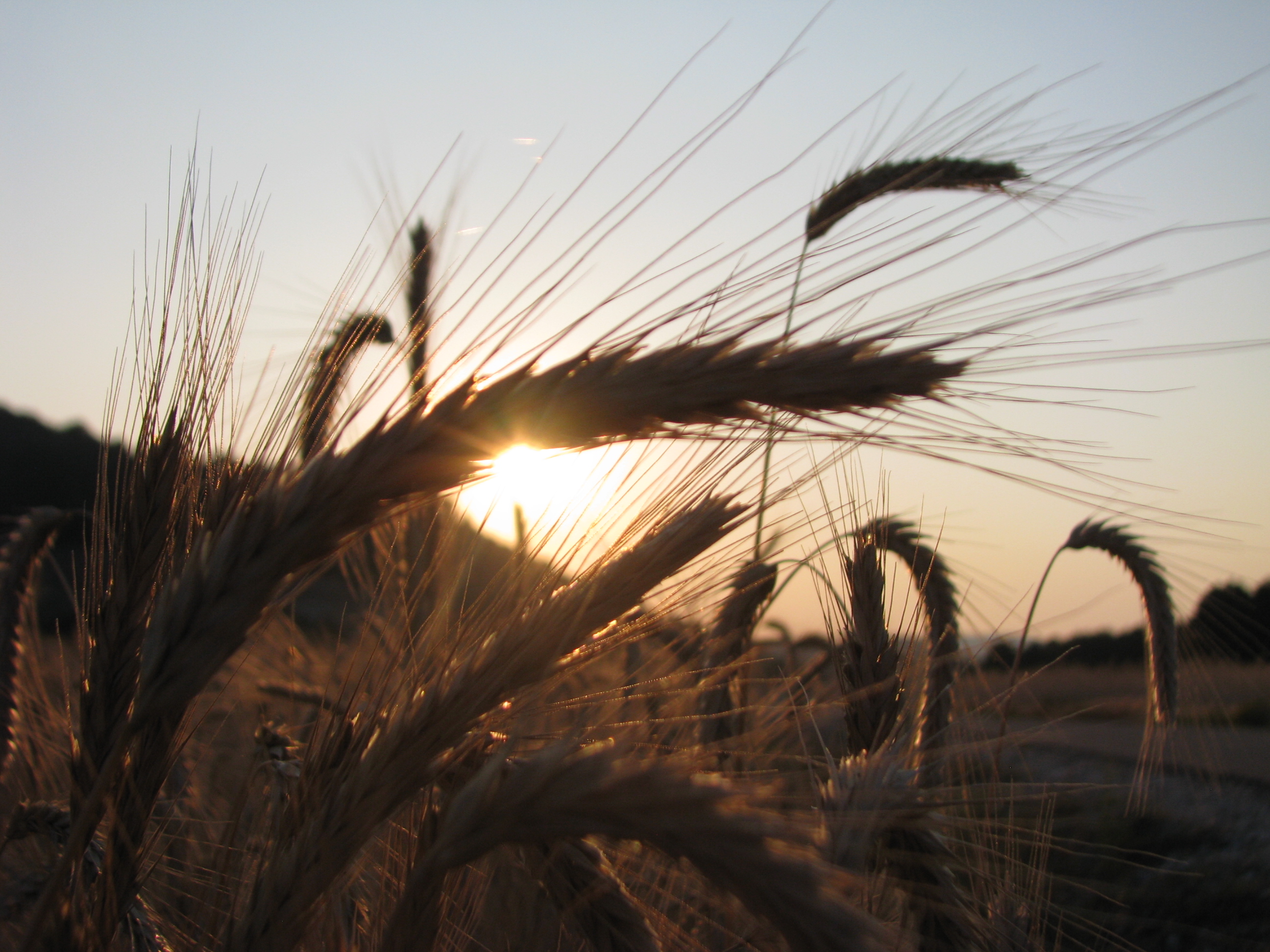 Les agriculteurs français misent sur les circuits courts