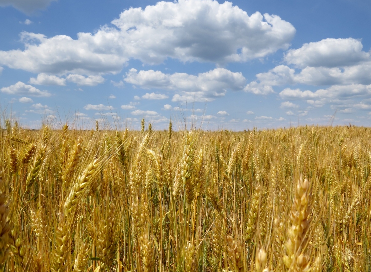 Céréales : une moisson 2019 « exceptionnelle » mais des prix en baisse