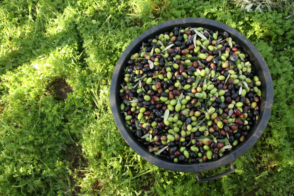 Les Italiens s’inquiètent des facilités d’importations pour l’huile d’olive tunisienne 