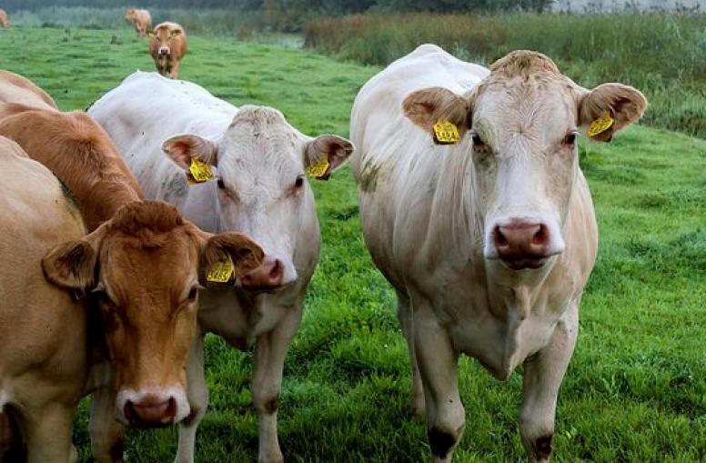 La Russie prolonge l’embargo sur les denrées alimentaires européennes