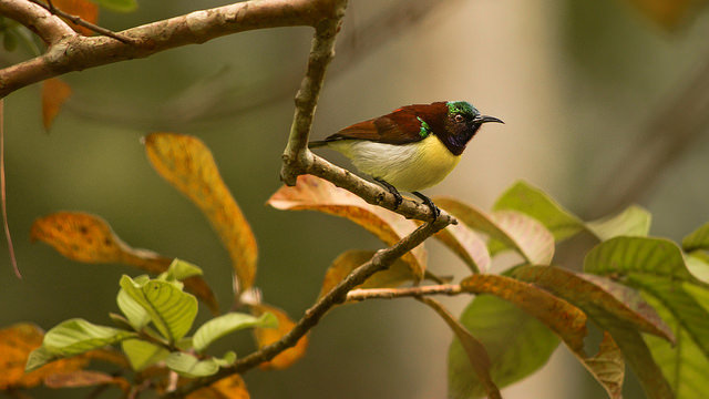 Les ONG contestent les incohérences de la loi biodiversité