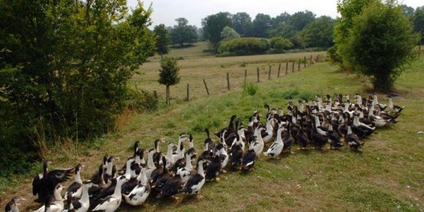 Le foie gras du Sud-Ouest durement frappé par la grippe aviaire