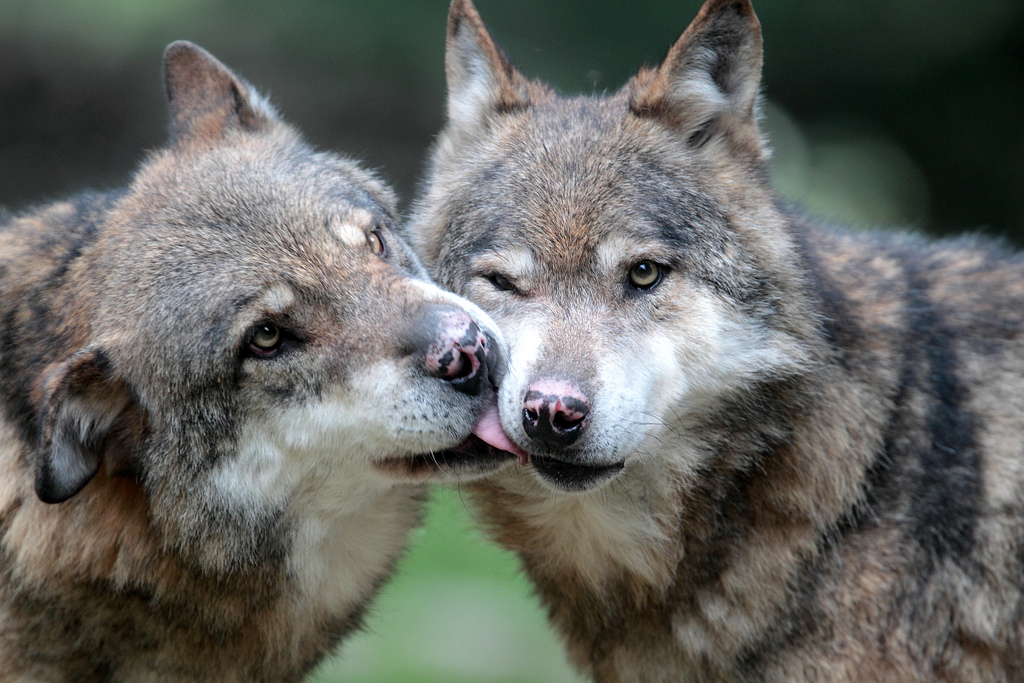 La France veut relancer la chasse au loup