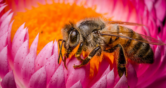 Les maux des abeilles menacent l'agriculture