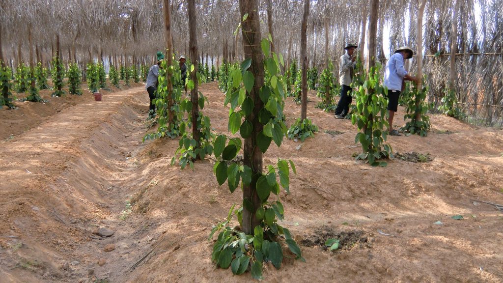 Le poivre de Kampot vient dobtenir l&rsquo;IGP en Europe.