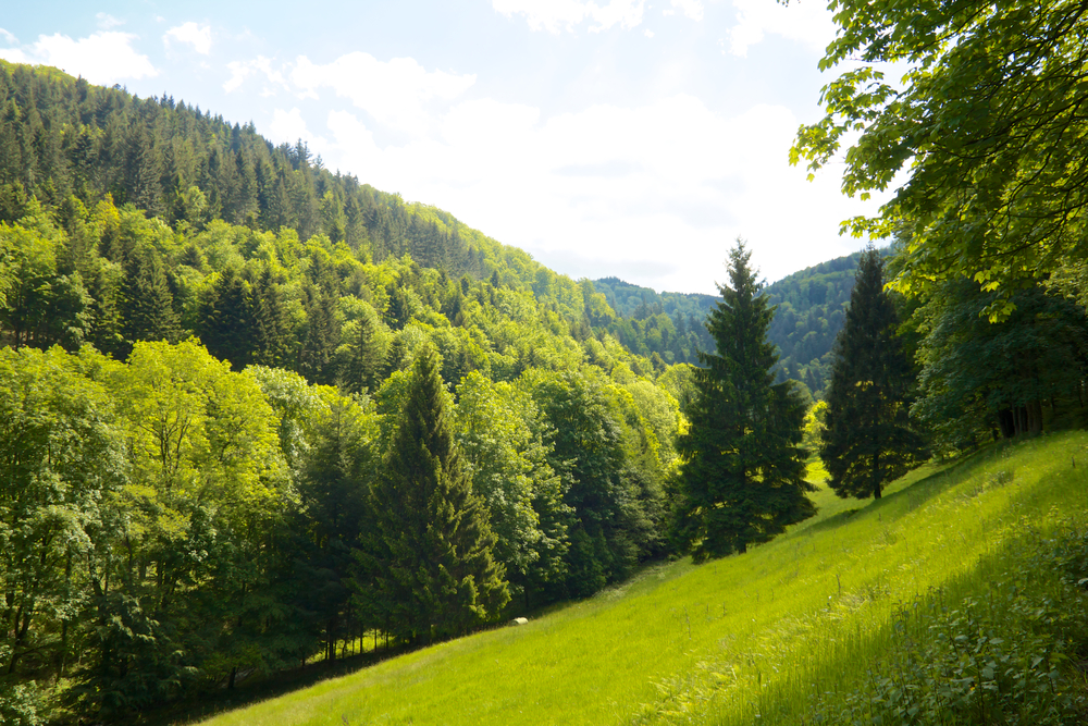 Les forêts européennes peu efficaces contre le réchauffement climatique