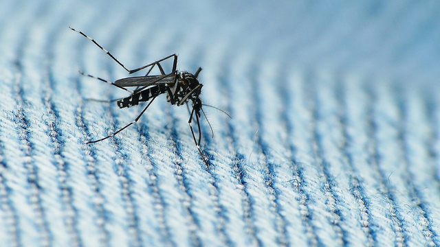 Virus Zika: la faute à un insecticide?