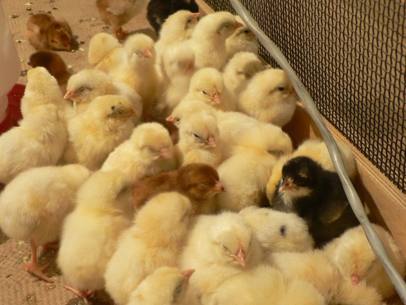 Après les abattoirs en France, le sort des poussins mâles préoccupe l'Allemagne