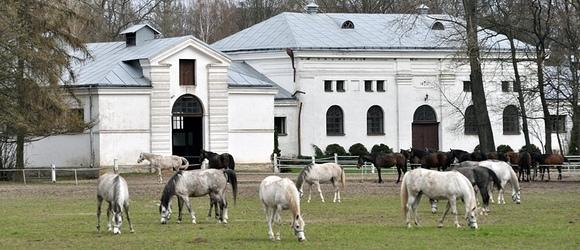 Des pur-sang arabes menacés par le parti PiS en Pologne