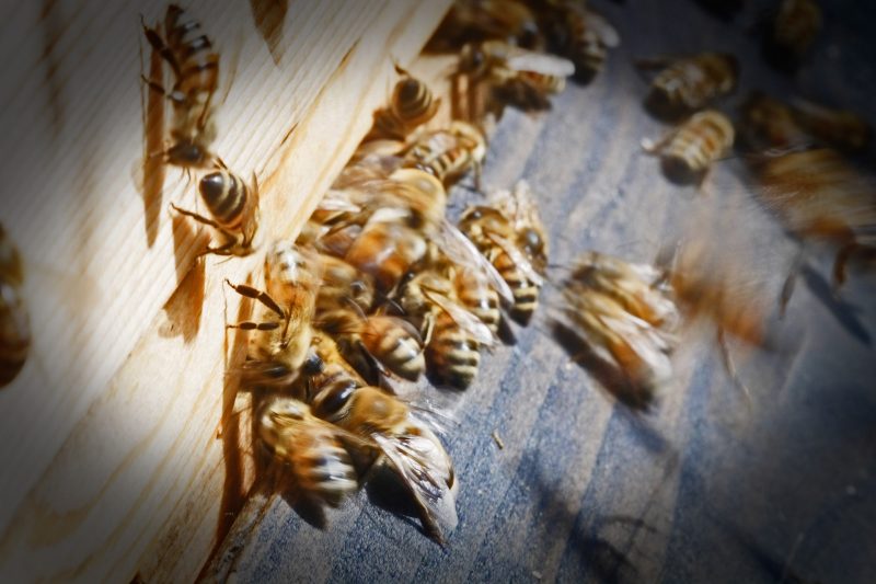 La transparence sur les tests abeilles se fait attendre à Bruxelles