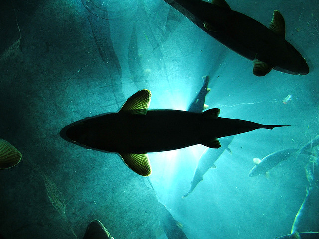 Mieux gérer la pêche serait rapidement rentable