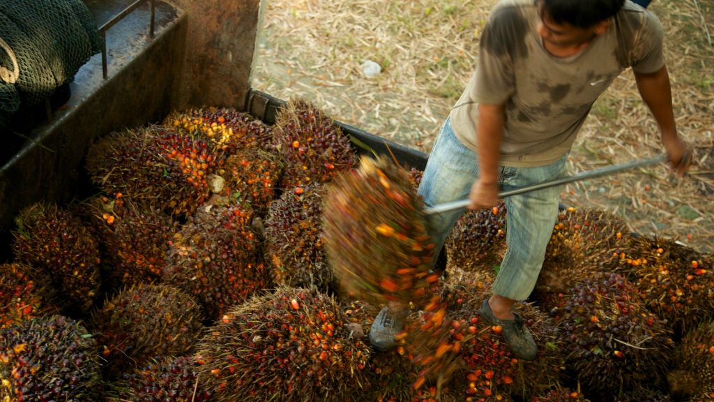 L&rsquo;Indonesie et la Malaisie sont les principaux producteurs d&rsquo;huile de palme.