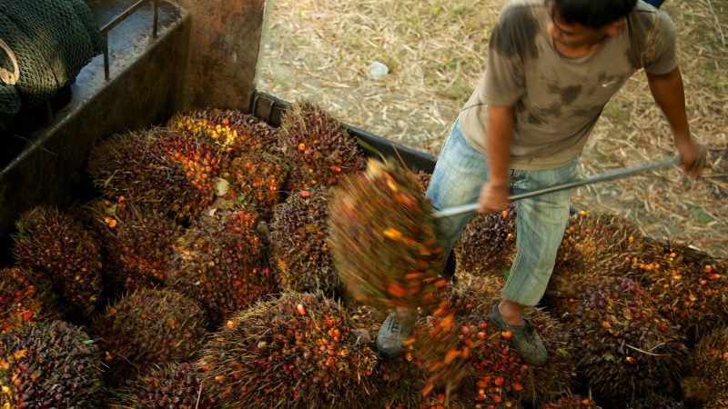 La taxe sur l’huile de palme débarque en France