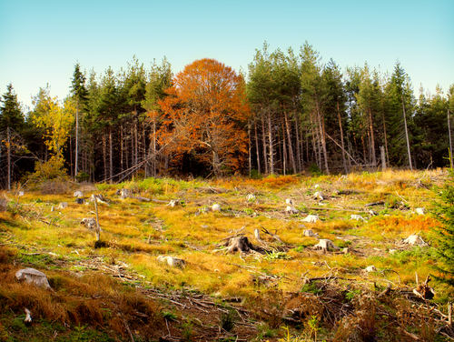Peut-on réprimer le crime environnemental?