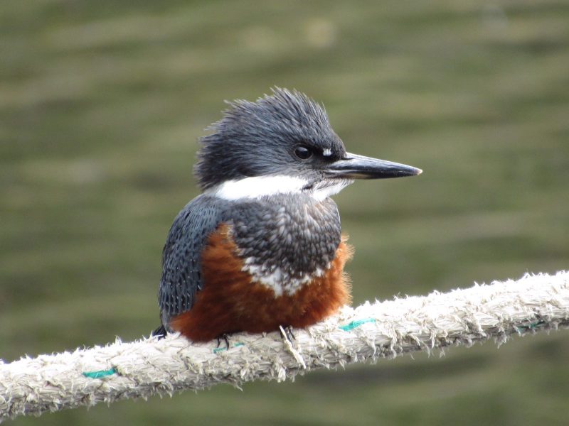 Les ONG redoutent le toilettage des directives oiseaux et habitats
