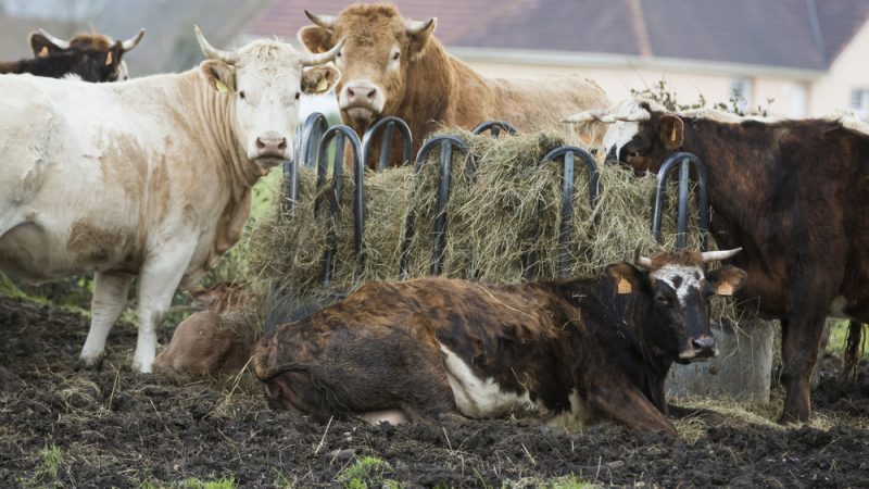L’UE tente un nouvel outil pour résoudre la crise du lait