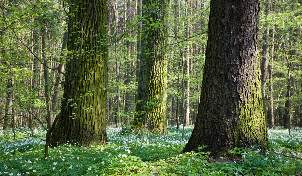 La forêt de Bialowieza est classée au Patrimoine mondial et réserve de biosphère par l&rsquo;Unesco.