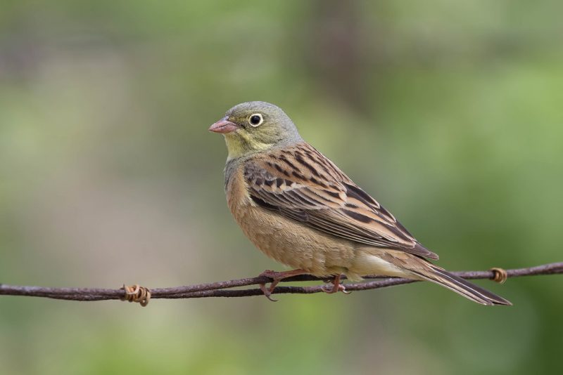 Bruxelles épingle trois États membres sur l'environnement