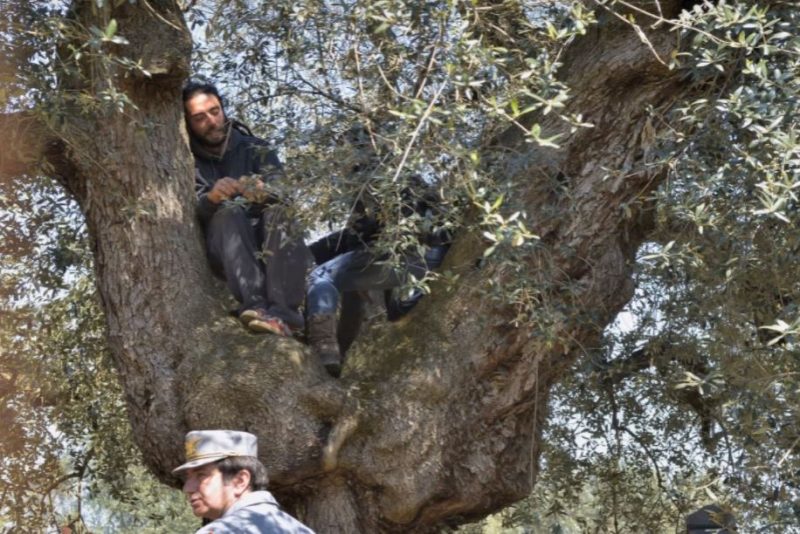Les producteurs d’olive italiens dénoncent un plan européen digne de Ponce Pilate