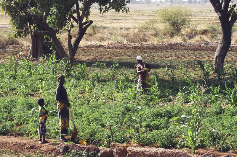 L'aide à l'agriculture intensive recule timidement en Afrique