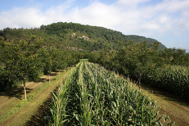 L'agroforesterie peut dynamiser les pays en développement