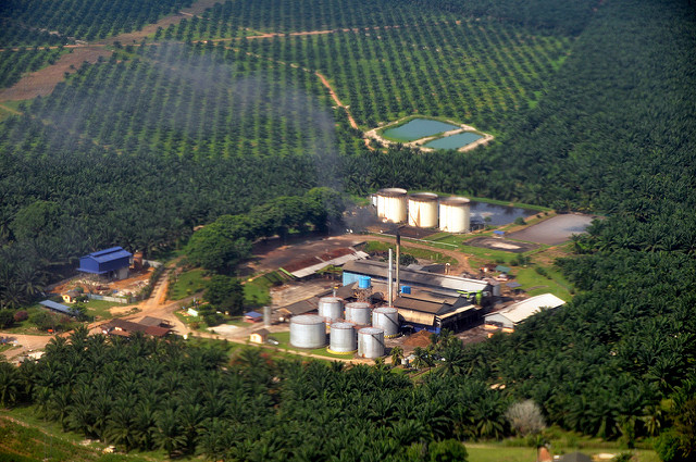 45% des importations d’huile de palme finissent à la pompe