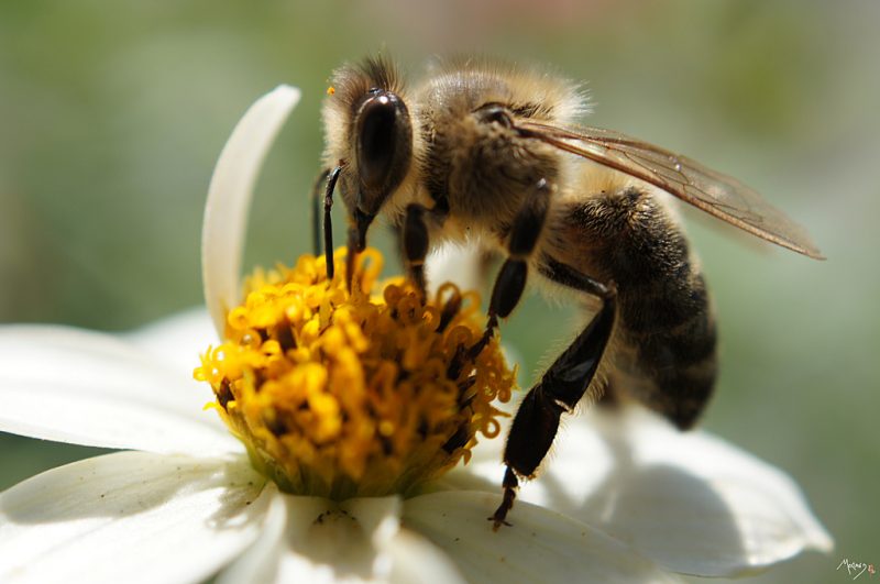 Avec la pollution, les abeilles peinent à trouver les fleurs