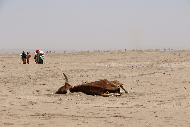 Sécheresse et famine, El Niño  fait toujours des ravages en Afrique