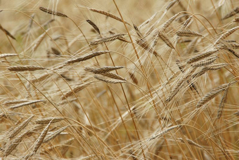 « Le libre-échange peut répondre aux effets du réchauffement climatique sur l’agriculture »