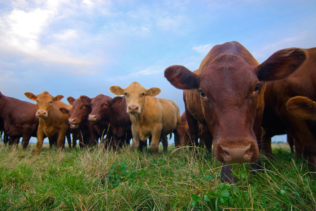 Le bœuf aux hormones est strictement interdit en Europe.