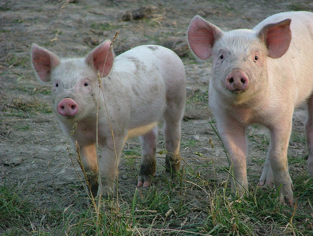 Une foyer de fièvre porcine en Grèce met Bruxelles en alerte