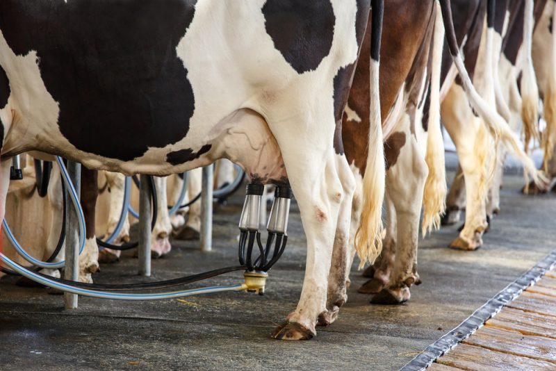 La FAO ouvre la finance carbone au secteur laitier