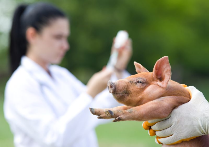 L'usage des antibiotiques sur les animaux recule en France