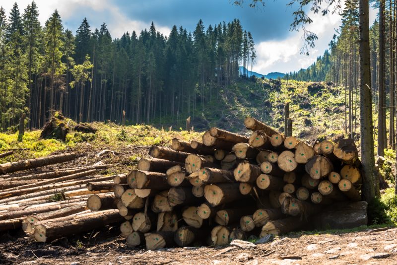 Les objectifs européens d'énergies renouvelables menacent les forêts