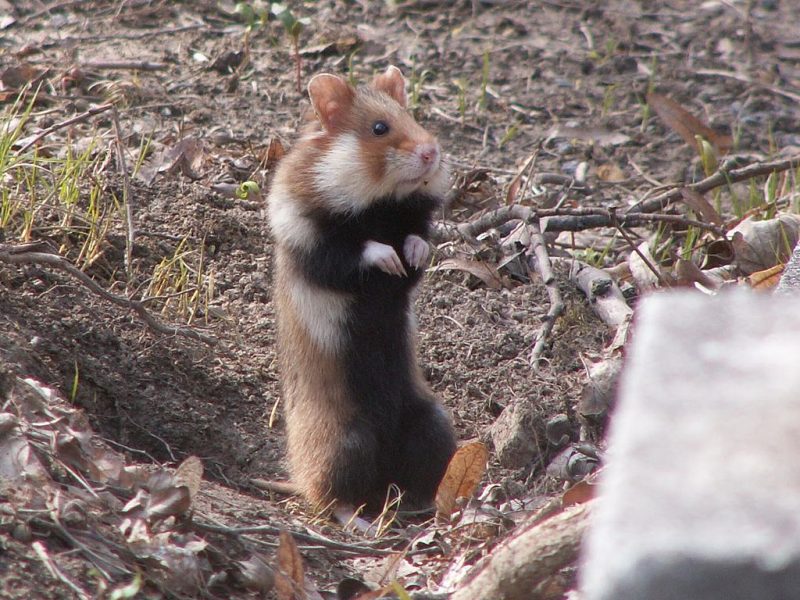 Le hamster d'Alsace ne fait pas le poids face au Grand Contournement de Strasbourg