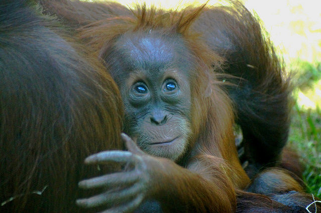 75 % des espèces de primates sont en déclin