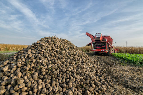 Boudé par l’Europe, le bioéthanol français a le vent en poupe
