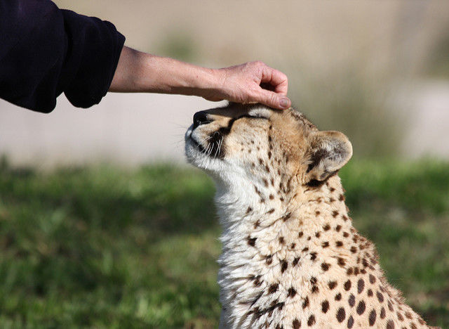 Abu Dhabi interdit la détention d’animaux sauvages