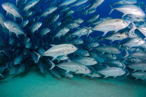 L'interdiction de la pêche en eaux profondes débute en janvier