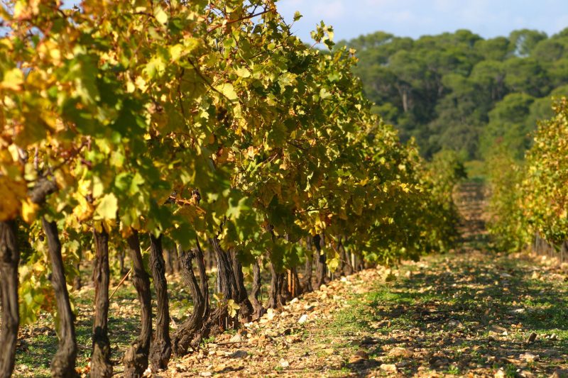 Les producteurs de vin bio s'inquiètent des restrictions sur l'usage du cuivre