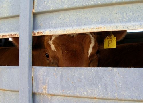 Les députés vont se pencher sur le transport des animaux vivants