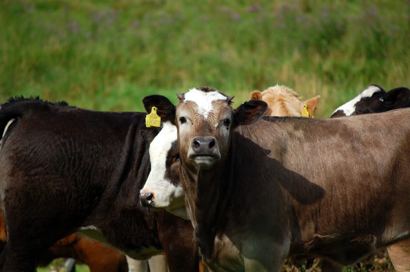 L’UE  conserve son statut de superpuissance agroalimentaire