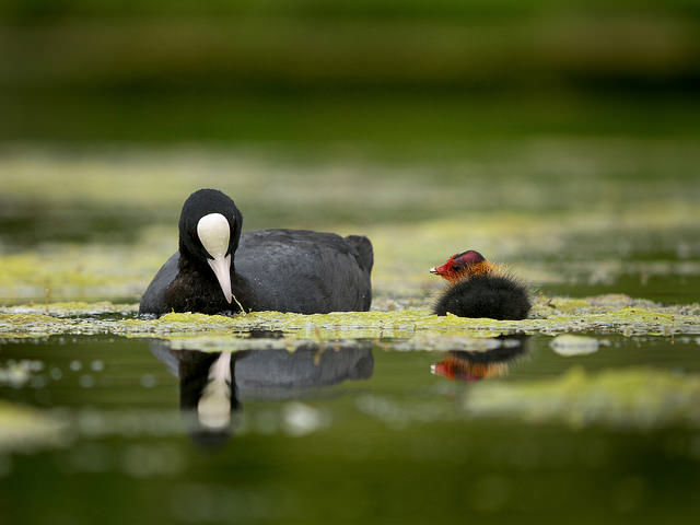 La Cour des comptes tacle les États dans son bilan de Natura 2000