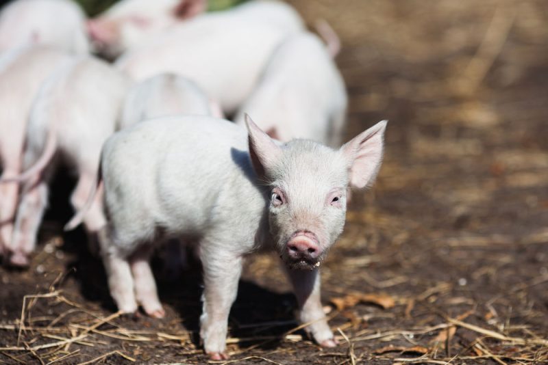 Le succès à l'export des produits agricoles espagnols ne se dément pas