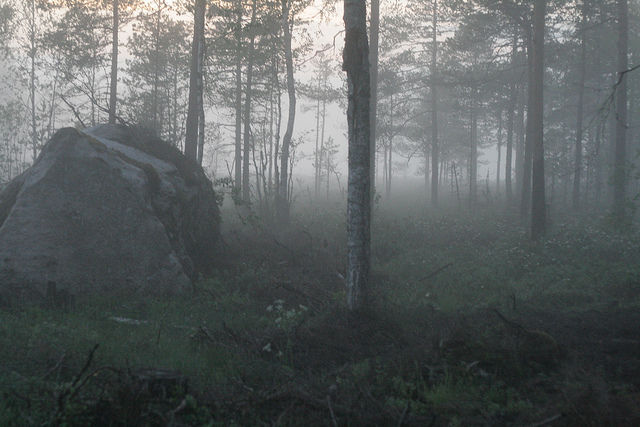 Le mensonge des États membres sur leurs forêts irrite la Commission