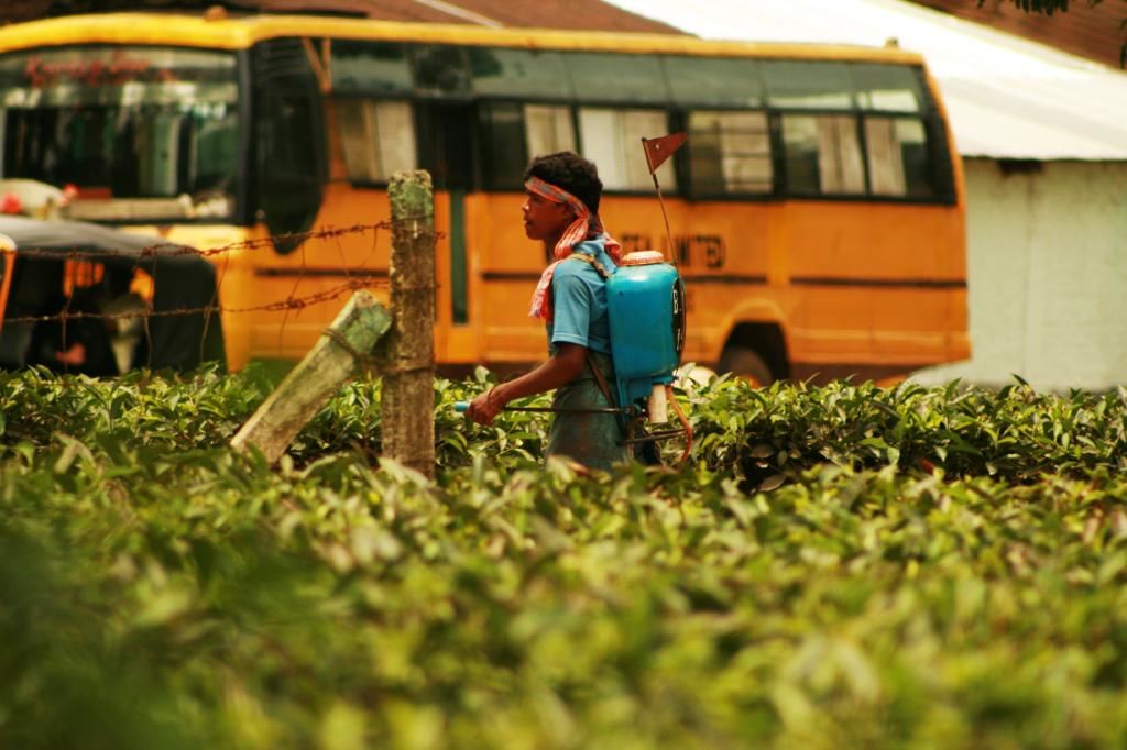 Pesticide_spraying_developing_countries_CREDIT[Akarsh Sima_Flickr]