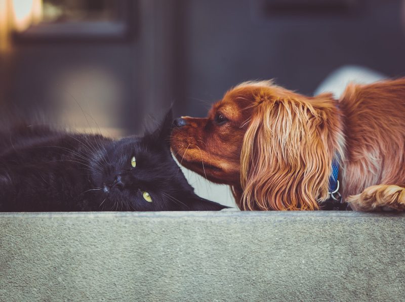 Les animaux domestiques pris en otage par le Brexit
